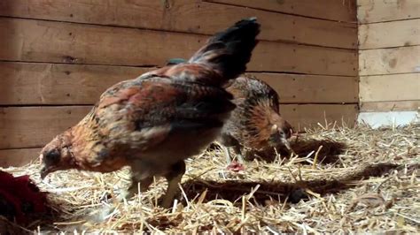 9 week old chickens